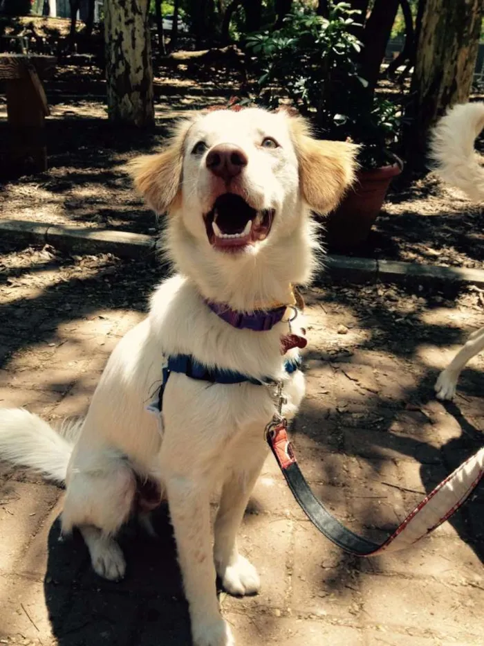 Cachorro ra a SRD idade 1 ano nome Billy