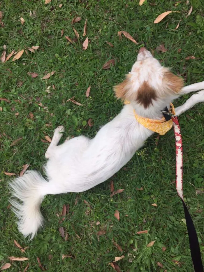 Cachorro ra a SRD idade 1 ano nome Billy