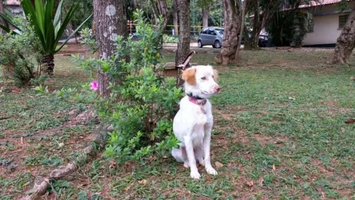 Cachorro ra a SRD idade 1 ano nome Billy