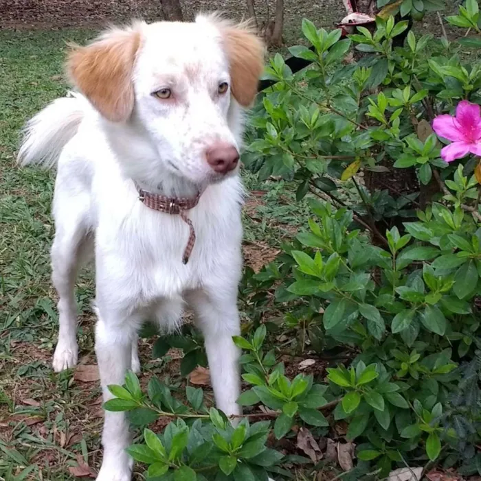 Cachorro ra a SRD idade 1 ano nome Billy