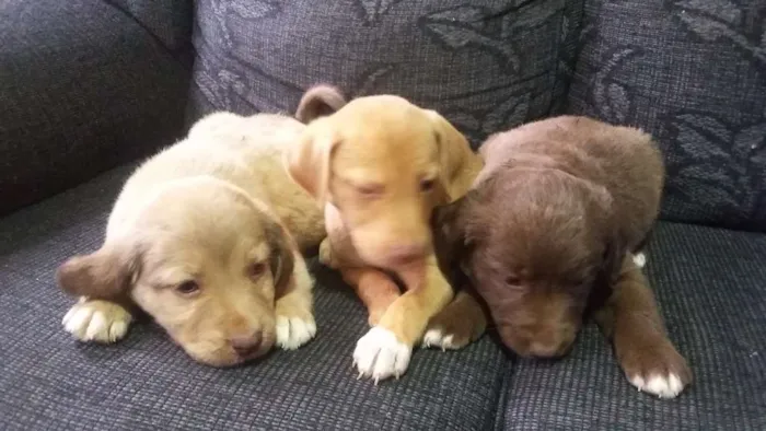 Cachorro ra a Viralata idade Abaixo de 2 meses nome Não tem