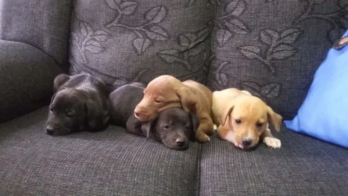 Cachorro ra a Viralata idade Abaixo de 2 meses nome Não tem