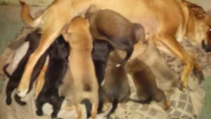 Cachorro raça Vira-latas  idade Abaixo de 2 meses nome 9 filhotes