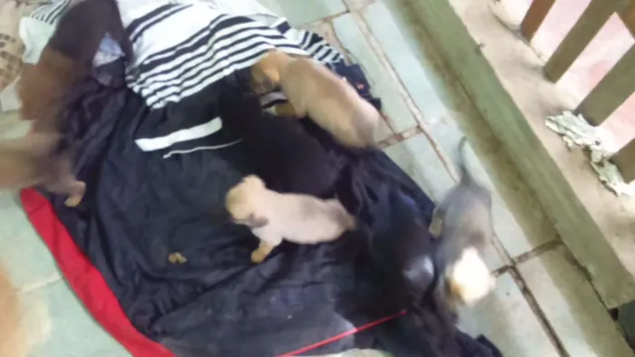 Cachorro ra a Vira-latas  idade Abaixo de 2 meses nome 9 filhotes
