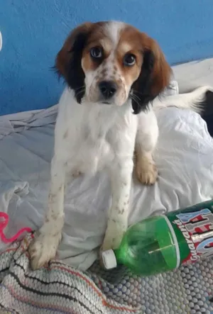 Cachorro raça Coker idade 7 a 11 meses nome Rex