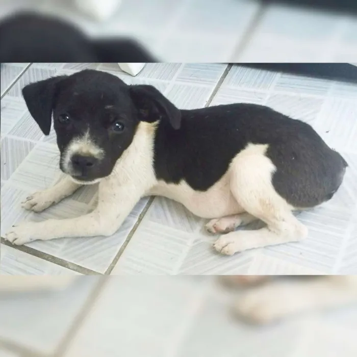 Cachorro ra a Vira-lata idade 2 a 6 meses nome Betoven