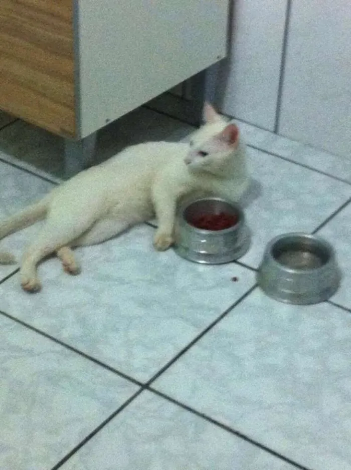 Gato ra a Albino idade 1 ano nome Sherlock GRATIFICA