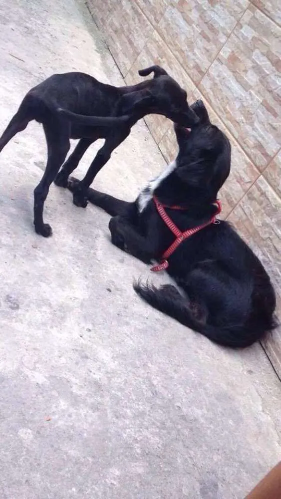 Cachorro ra a vira-lata idade 1 ano nome neném