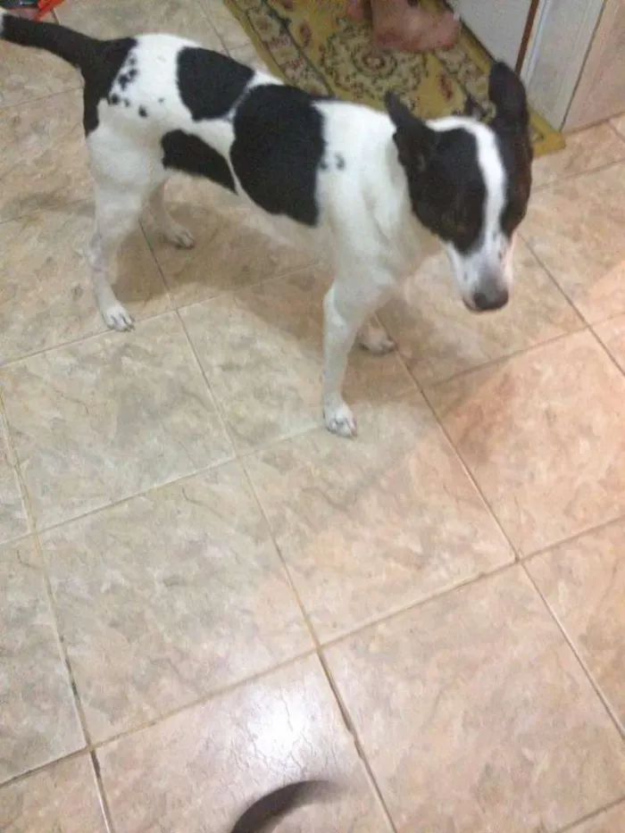 Cachorro ra a fosx e vira lata/vira lata idade 2 anos nome marley/princesa