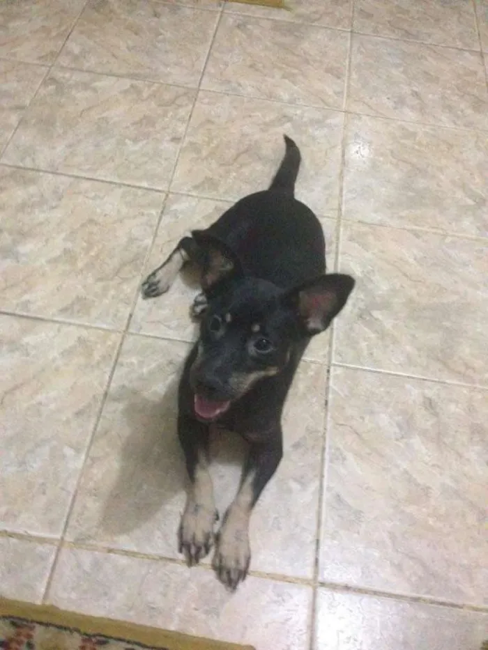 Cachorro ra a fosx e vira lata/vira lata idade 2 anos nome marley/princesa