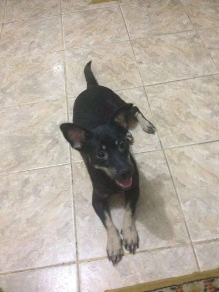 Cachorro ra a fosx e vira lata/vira lata idade 2 anos nome marley/princesa
