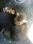 Théo, Ace e Bela