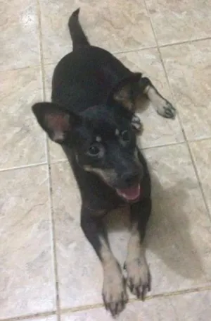 Cachorro raça fosx e vira lata/vira lata idade 2 anos nome marley/princesa
