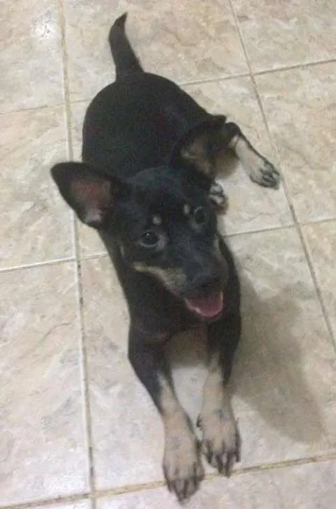 Cachorro ra a fosx e vira lata/vira lata idade 2 anos nome marley/princesa