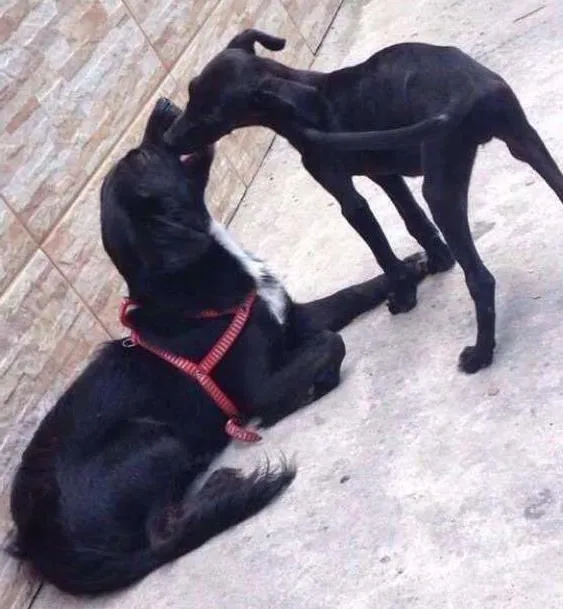 Cachorro ra a vira-lata idade 1 ano nome neném