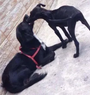 Cachorro raça vira lata idade  nome neném