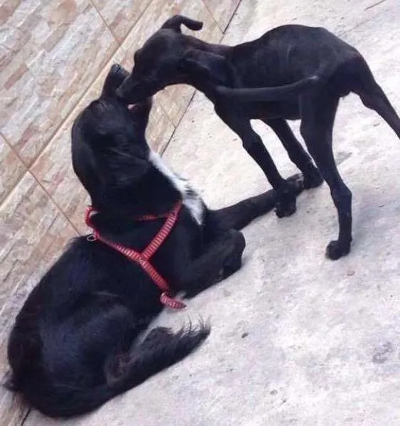 Cachorro ra a vira lata idade  nome neném