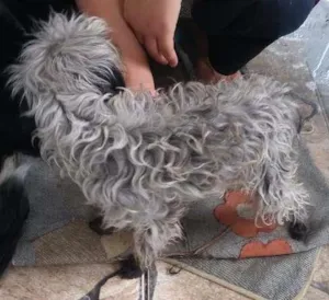 Cachorro raça Poodle idade 4 anos nome neguinha