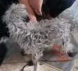 Cachorro raça Poodle idade 4 anos nome neguinha