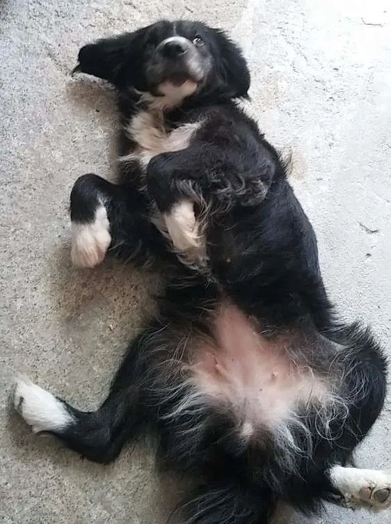 Cachorro ra a nao sei idade 5 anos nome pretinha