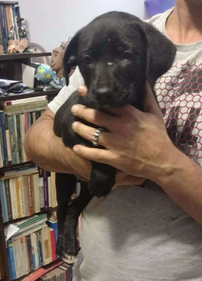 Cachorro ra a SRD idade Abaixo de 2 meses nome Chiquinha