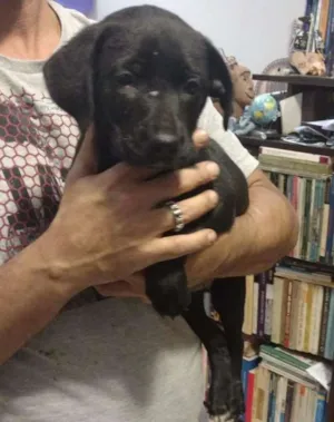 Cachorro raça SRD idade Abaixo de 2 meses nome Chiquinha