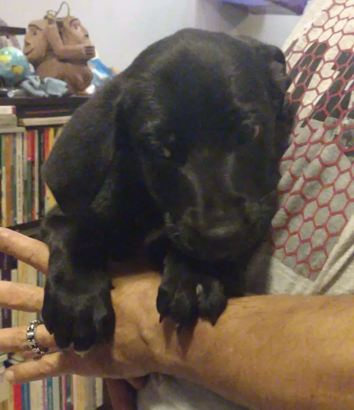 Cachorro ra a SRD idade Abaixo de 2 meses nome Florinda