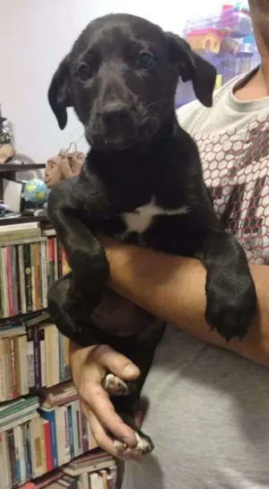 Cachorro raça SRD idade Abaixo de 2 meses nome Florinda