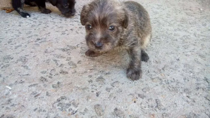 Cachorro ra a mestiço idade Abaixo de 2 meses nome sem nome