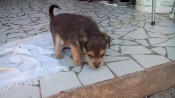 Cachorro ra a mestiço idade Abaixo de 2 meses nome sem nome