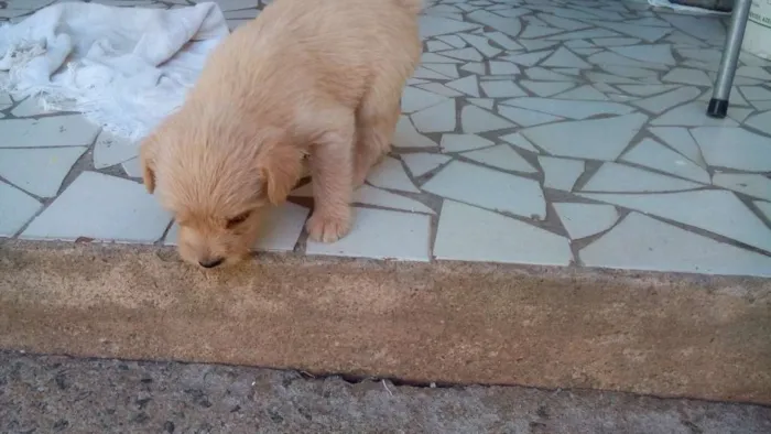 Cachorro ra a mestiço idade Abaixo de 2 meses nome sem nome