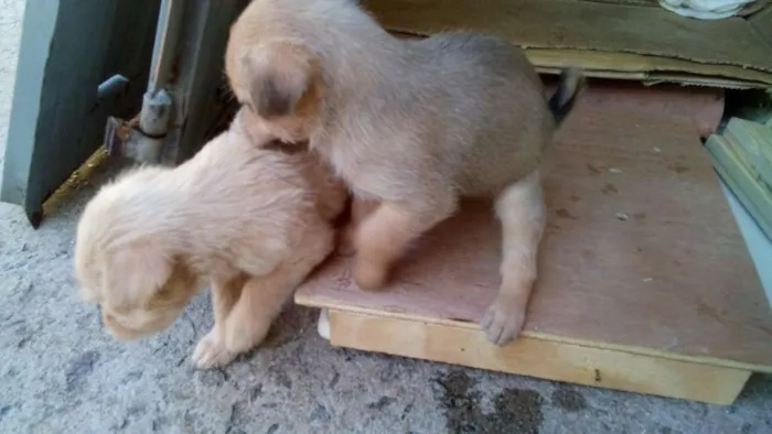 Cachorro ra a mestiço idade Abaixo de 2 meses nome sem nome