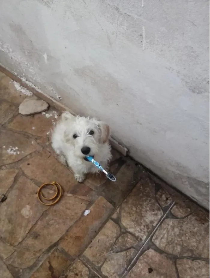 Cachorro ra a Vira-lata idade 2 anos nome Pixinguinha GRATIFICA