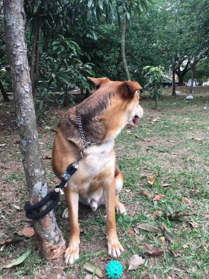 Cachorro ra a Sem raça definida idade 4 anos nome Brad
