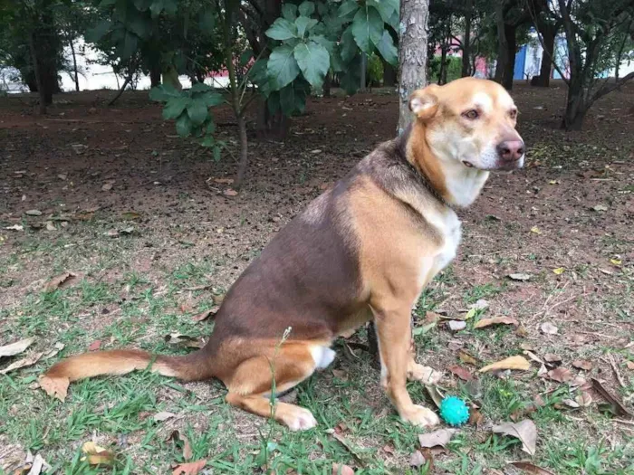 Cachorro ra a Sem raça definida idade 4 anos nome Brad