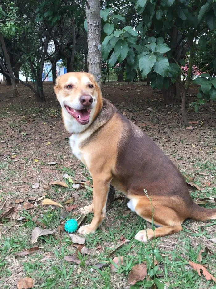 Cachorro ra a Sem raça definida idade 4 anos nome Brad