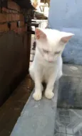 Diversos