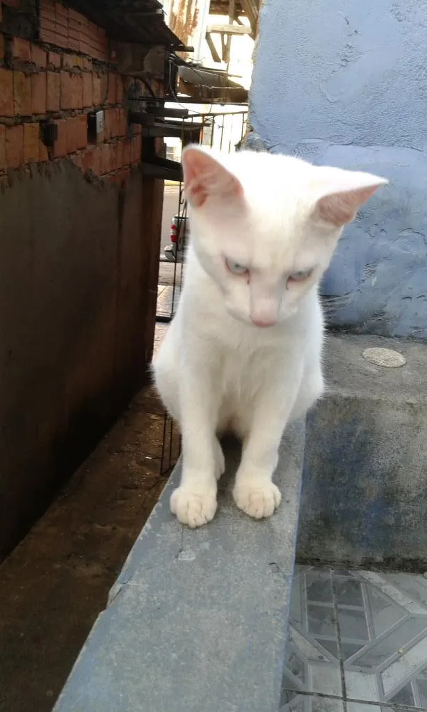 Gato raça Srd idade 2 a 6 meses nome Diversos