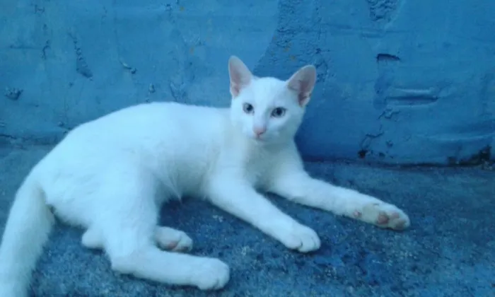 Gato raça Srd idade 2 a 6 meses nome Diversos