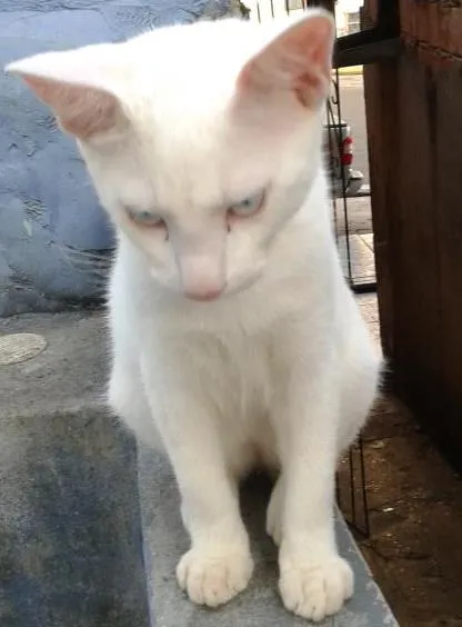 Gato raça Srd idade 2 a 6 meses nome Diversos