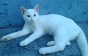 Gato raça Srd idade 2 a 6 meses nome Diversos