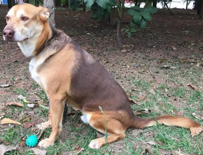 Cachorro ra a Sem raça definida idade 4 anos nome Brad