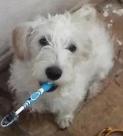 Cachorro raça Vira-lata idade 2 anos nome Pixinguinha GRATIFICA