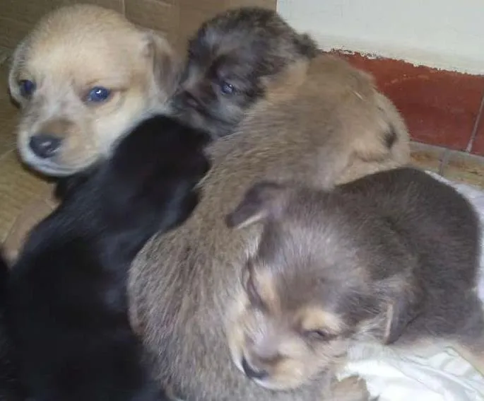 Cachorro ra a mestiço idade Abaixo de 2 meses nome sem nome