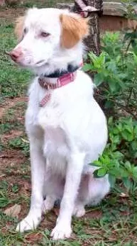 Cachorro ra a SRD idade 1 ano nome Billy