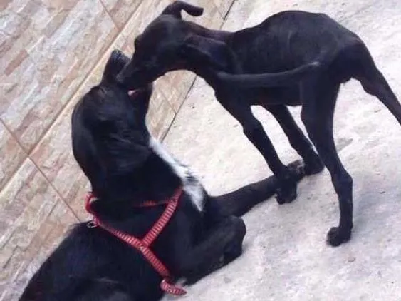 Cachorro ra a vira-lata idade 1 ano nome neném