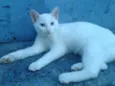 Diversos
