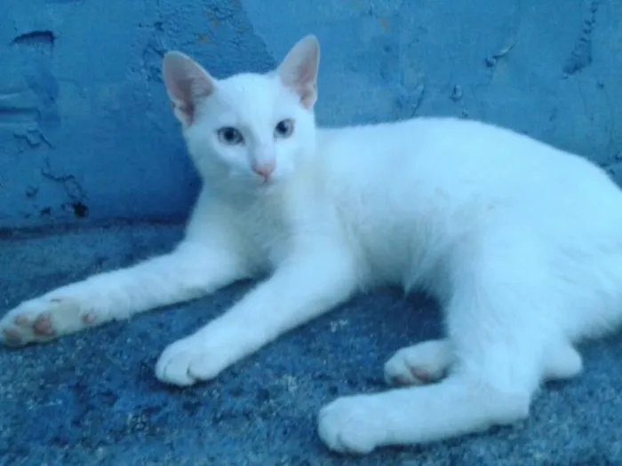 Gato raça Srd idade 2 a 6 meses nome Diversos