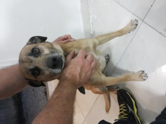 Cachorro raça Vira lata idade 1 ano nome Scooby Doo