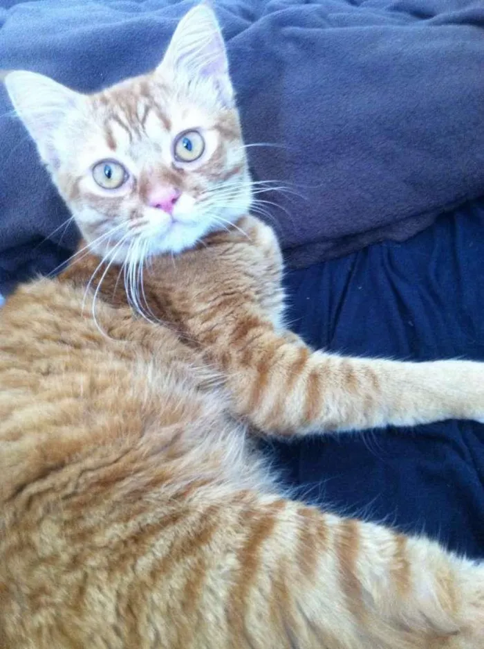 Gato ra a  idade 1 ano nome Felino